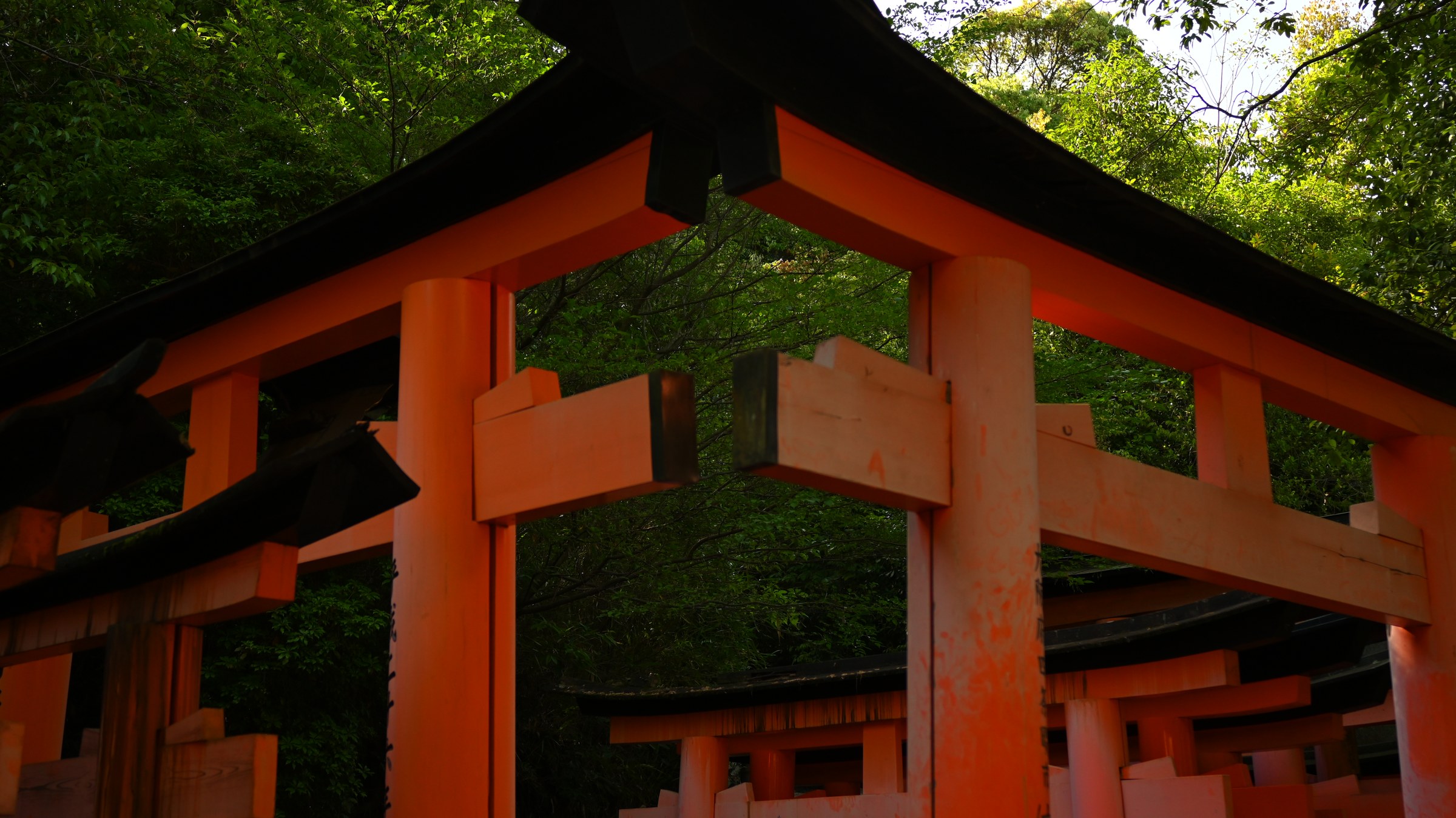 Torii gates in the trees